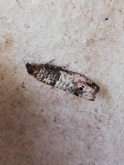 Notocelia incarnatana