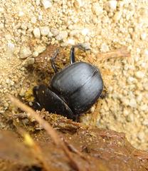 Scarabaeus bornemisszai