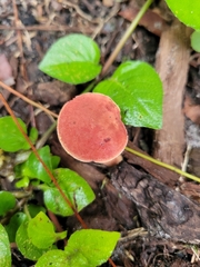 Hortiboletus rubellus image