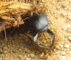 Scarabaeus bornemisszai