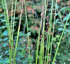 Juncus laccatus