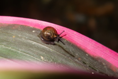 Ovachlamys