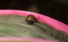 Ovachlamys