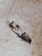 Notocelia incarnatana