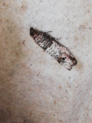 Notocelia incarnatana