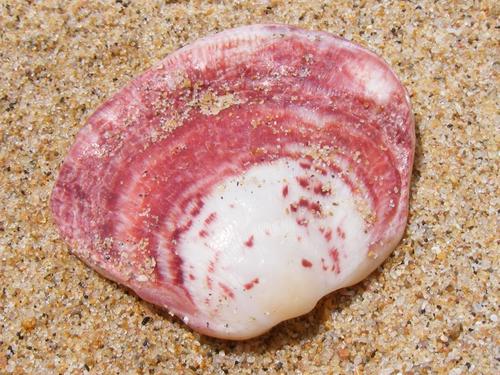Spondylus nicobaricus