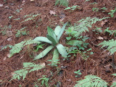 Agave seemanniana