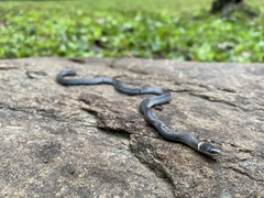 Diadophis punctatus stictogenys