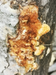 Funalia