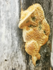 Funalia