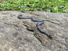 Diadophis punctatus stictogenys
