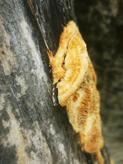 Funalia