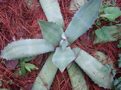 Agave seemanniana