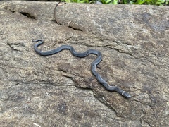 Diadophis punctatus stictogenys