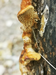 Funalia