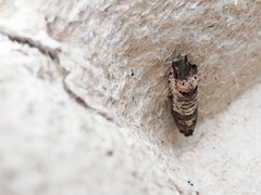 Notocelia incarnatana