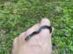 Diadophis punctatus stictogenys