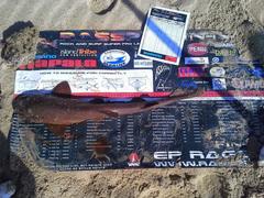 Haploblepharus fuscus