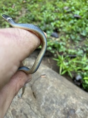 Diadophis punctatus stictogenys
