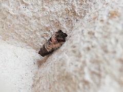 Notocelia incarnatana