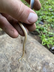 Diadophis punctatus stictogenys