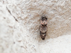 Notocelia incarnatana