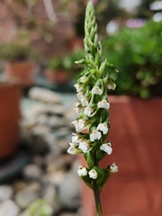 Cyclopogon peruvianus