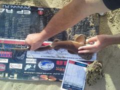 Haploblepharus fuscus