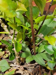 Cyclopogon peruvianus