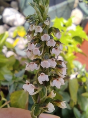 Cyclopogon peruvianus