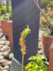 Cyclopogon peruvianus