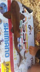 Haploblepharus fuscus