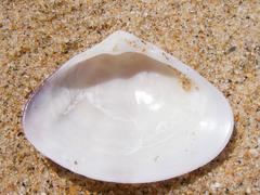 Tivela