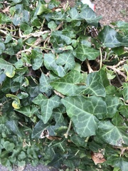 Hedera helix