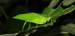 Frontinus