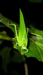 Frontinus