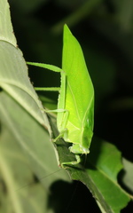 Frontinus