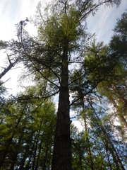 Larix gmelinii