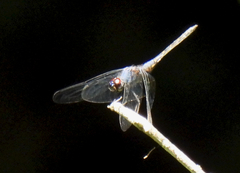 Trithemis festiva
