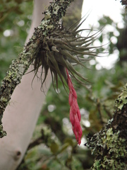 Tillandsia macdougallii