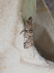 Acrobasis romanella