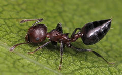 Crematogaster castanea