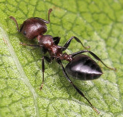 Crematogaster castanea
