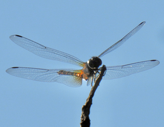 Trithemis festiva