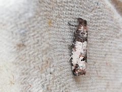 Notocelia incarnatana