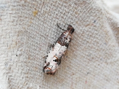 Notocelia incarnatana