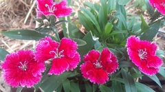Dianthus chinensis × barbatus