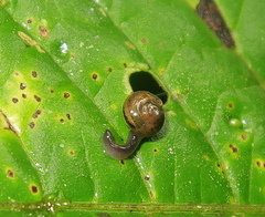 Ovachlamys