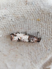 Notocelia incarnatana