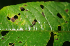 Ovachlamys